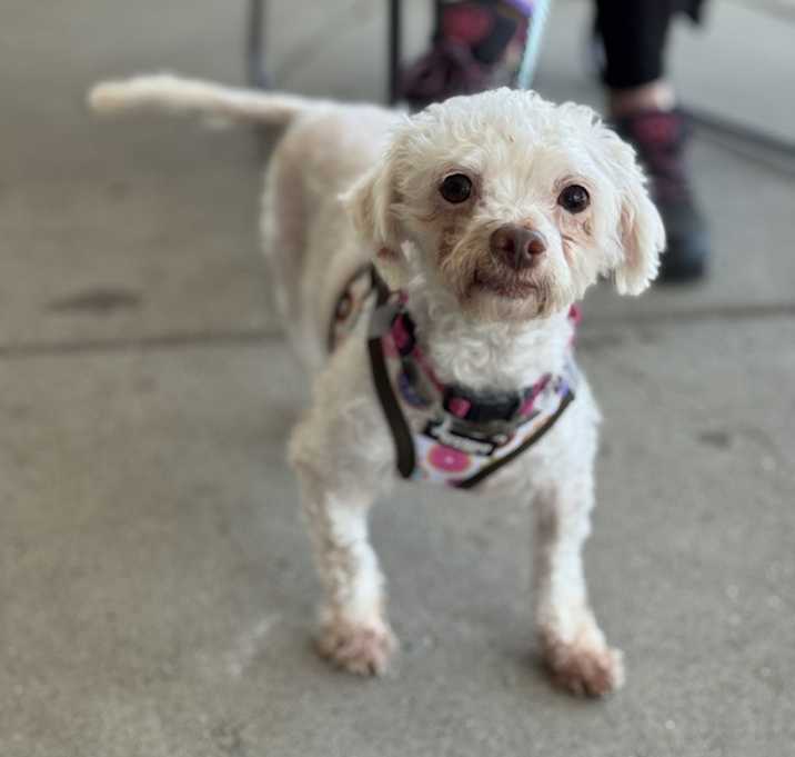 Photo of Bo Peep
