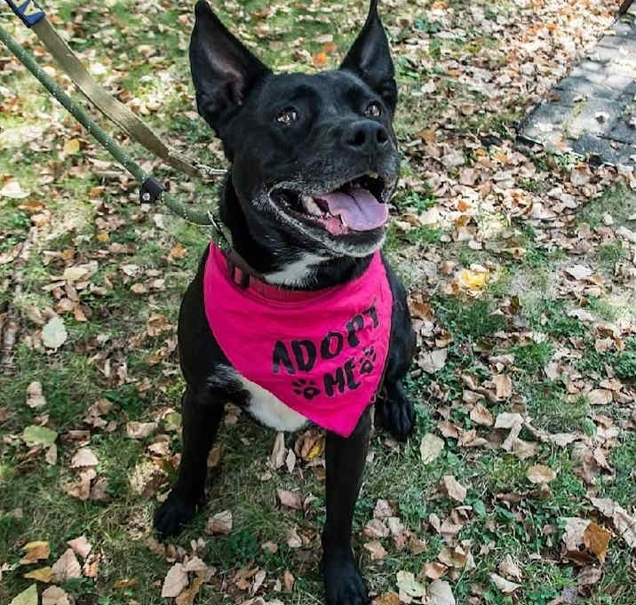 Photo of Ruby (fka Poutine)