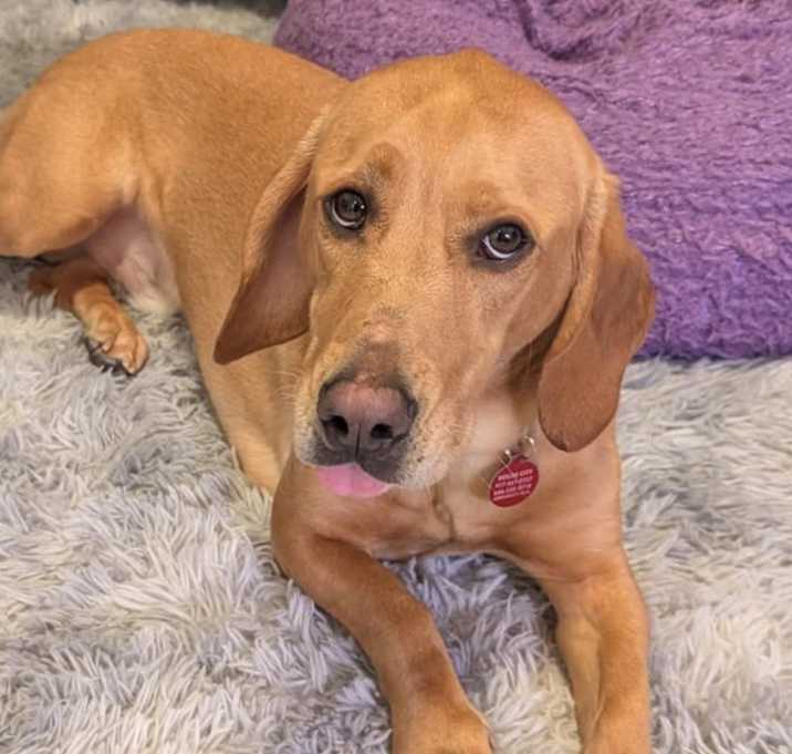 Photo of Cotton