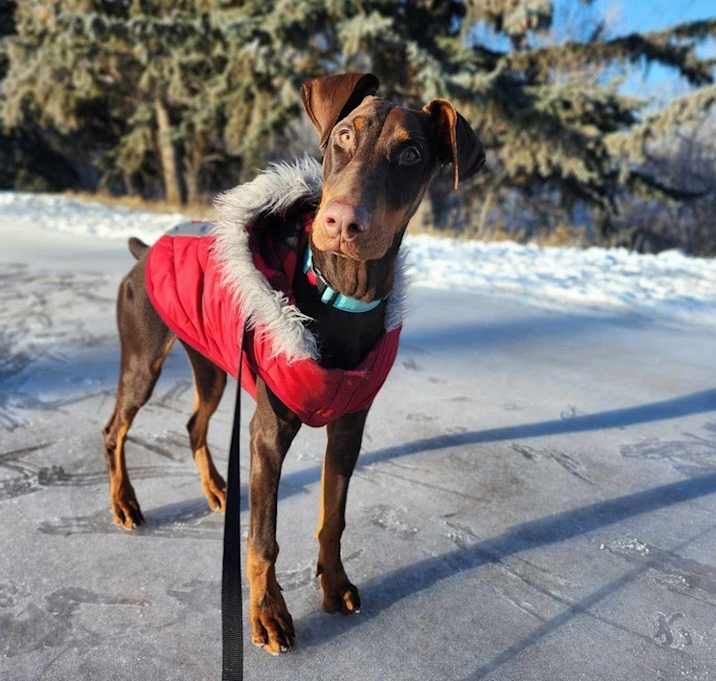 Photo of Pluto FOSTER NEEDED! (EDMONTON, AB)