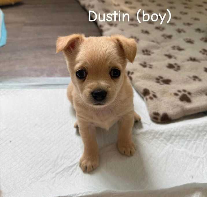 Photo of Dustin