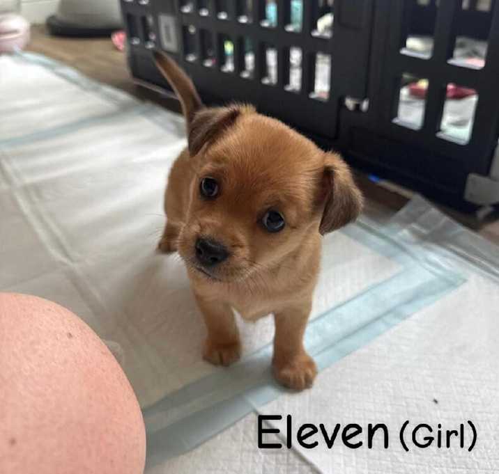 Photo of Eleven