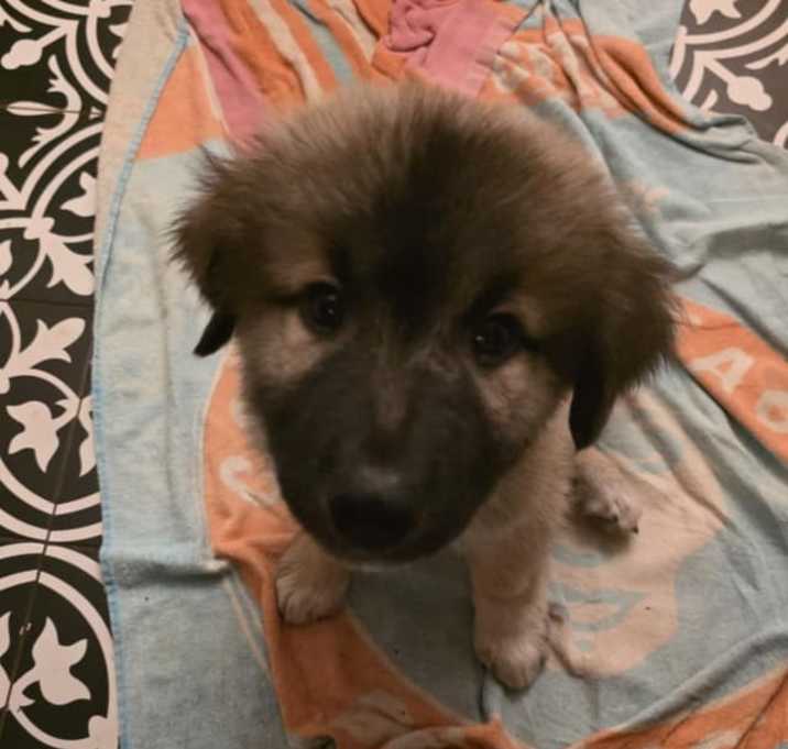 Photo of Wee Bear SAT