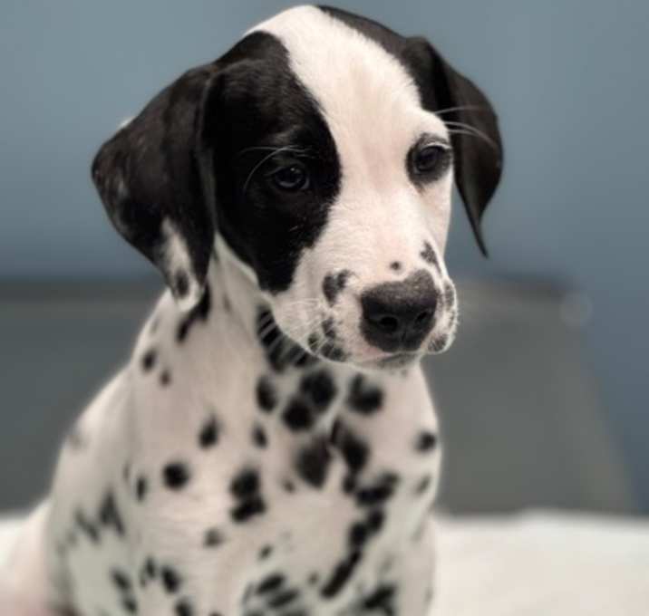 Photo of Pippin