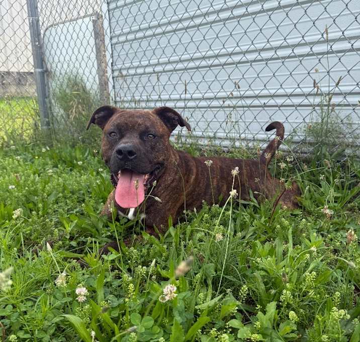 Photo of Scout