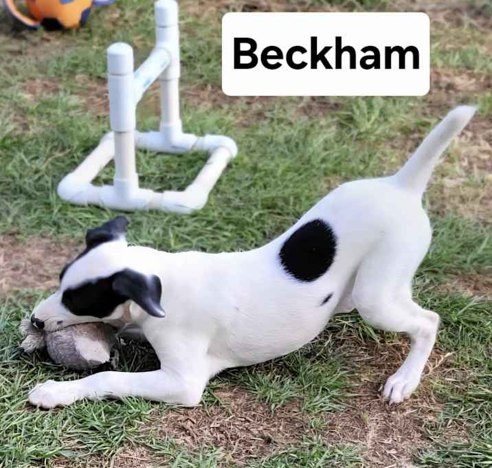 Photo of BECKHAM