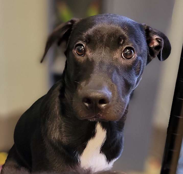 Photo of Meatball - 042307T