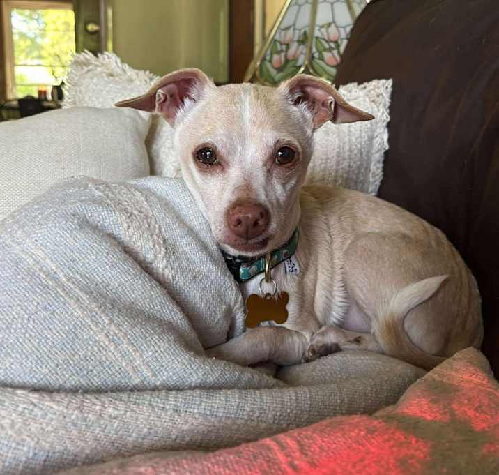 Photo of Chip