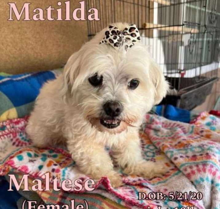 Photo of Matilda