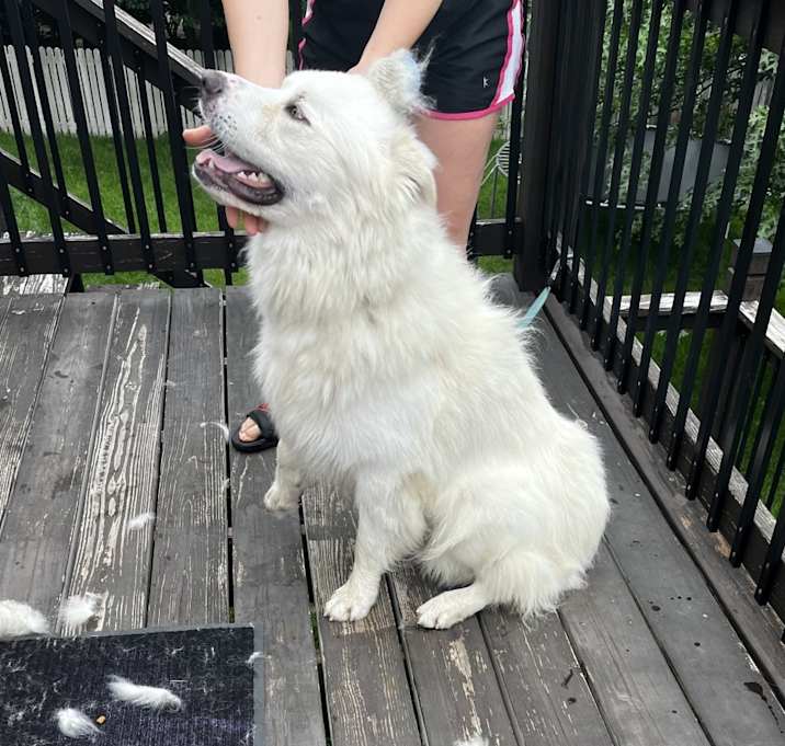 Photo of Bear