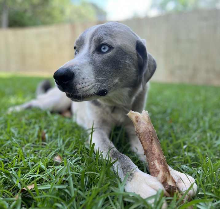 Photo of Iorek