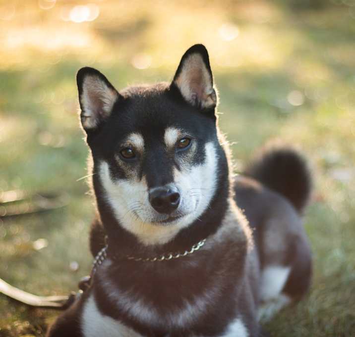 Photo of Teddy