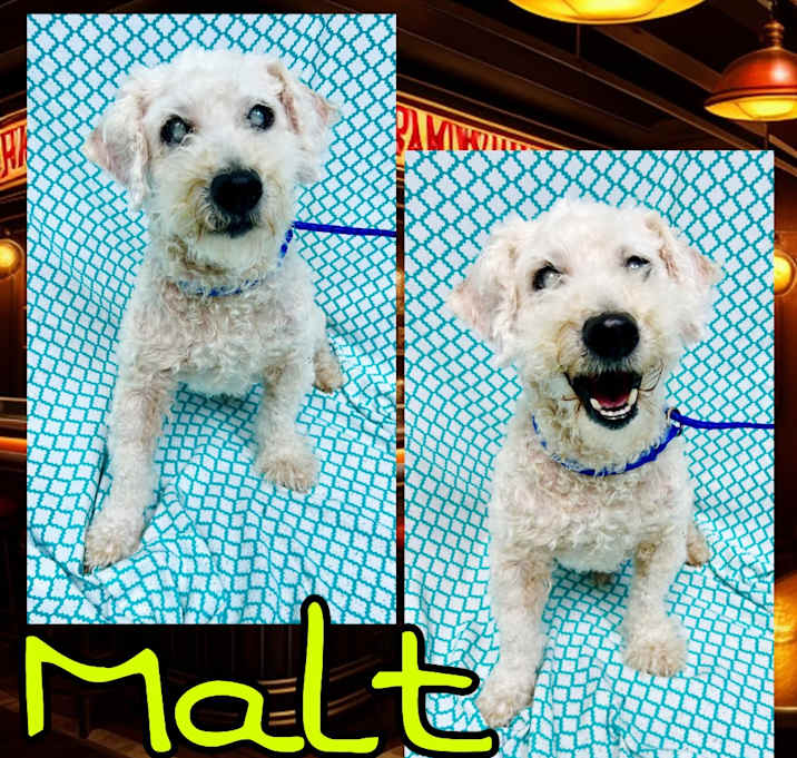 Photo of Malt