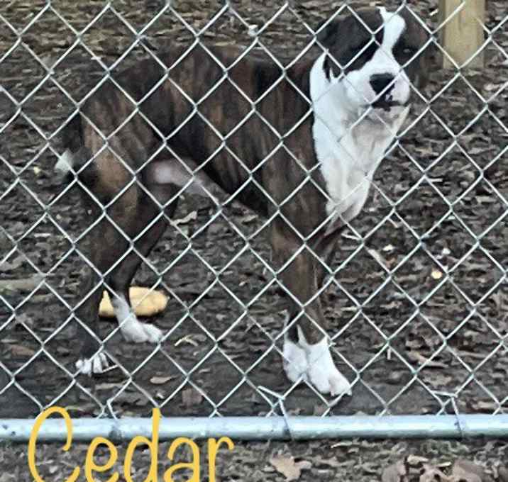 Photo of Cedar