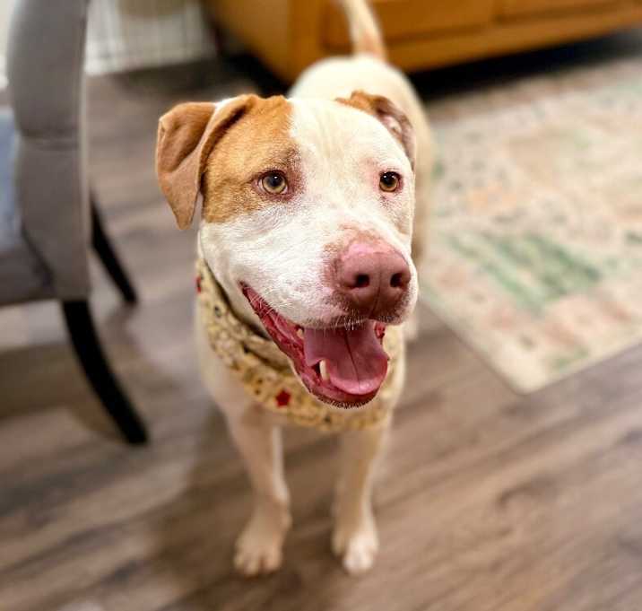 Photo of Milo Freckles the soulful gentleman
