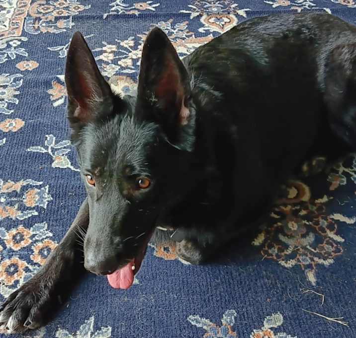 Photo of Nova