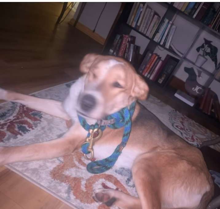 Photo of Max