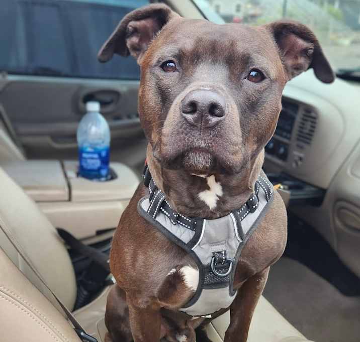 Photo of Samson