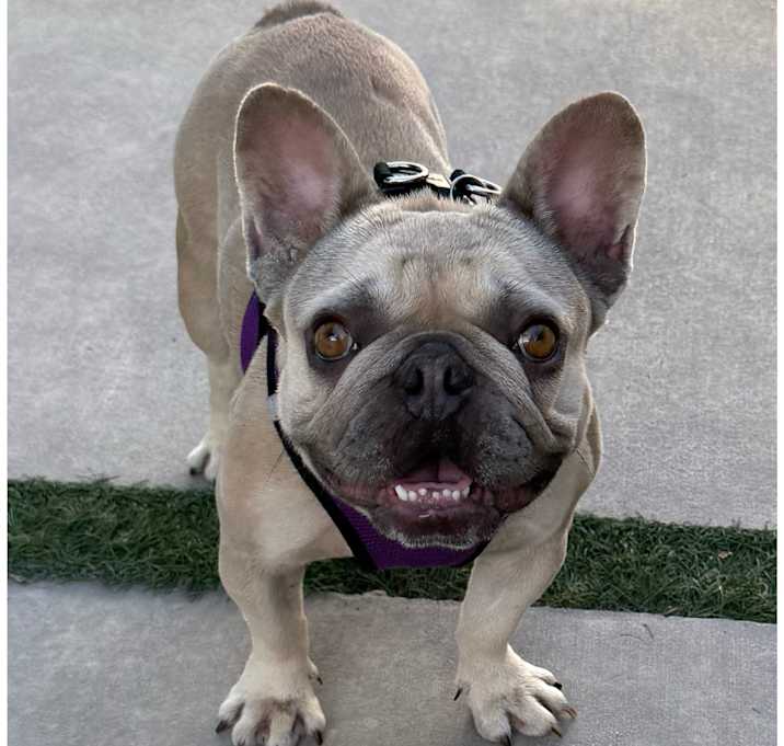 Photo of LIla