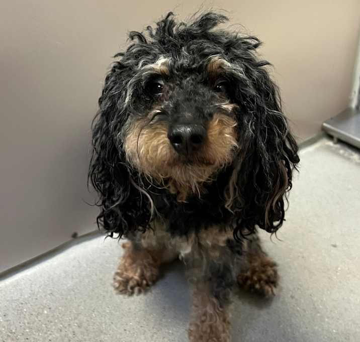 Photo of Trappy