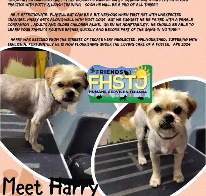 Photo of Harry