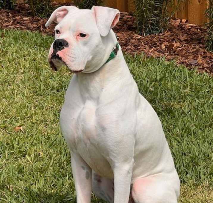 Photo of Boomer F25-013