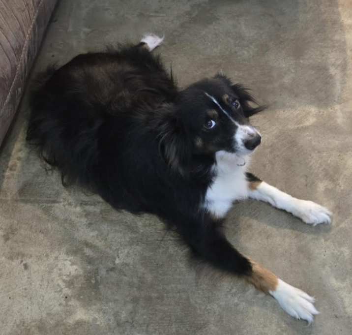 Photo of Sampson