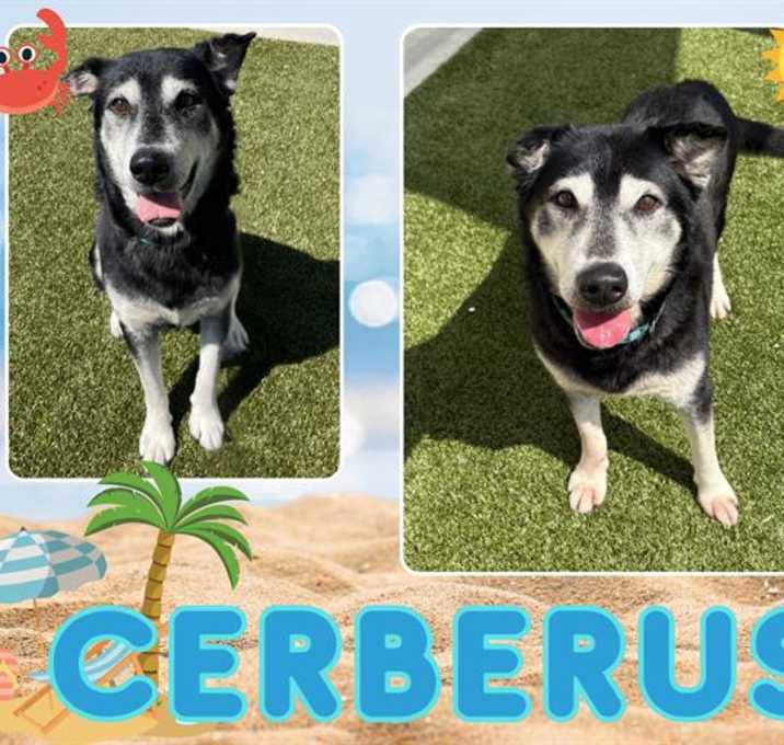 Photo of CERBERUS