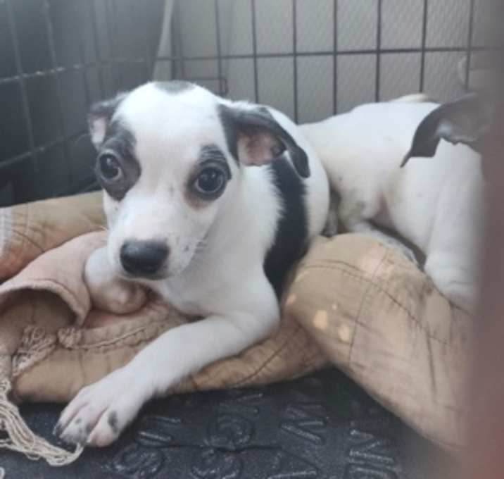 Photo of Dot