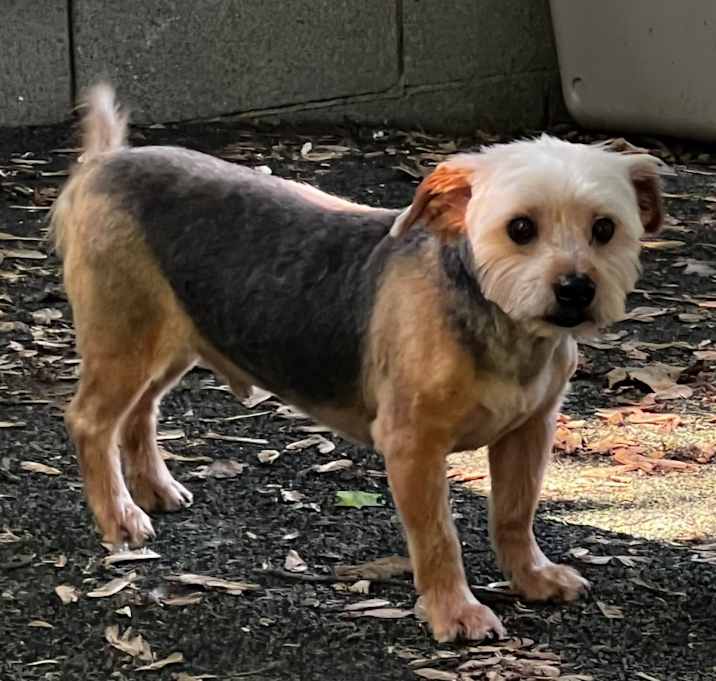 Photo of Fuzzy*my adoption is pending*
