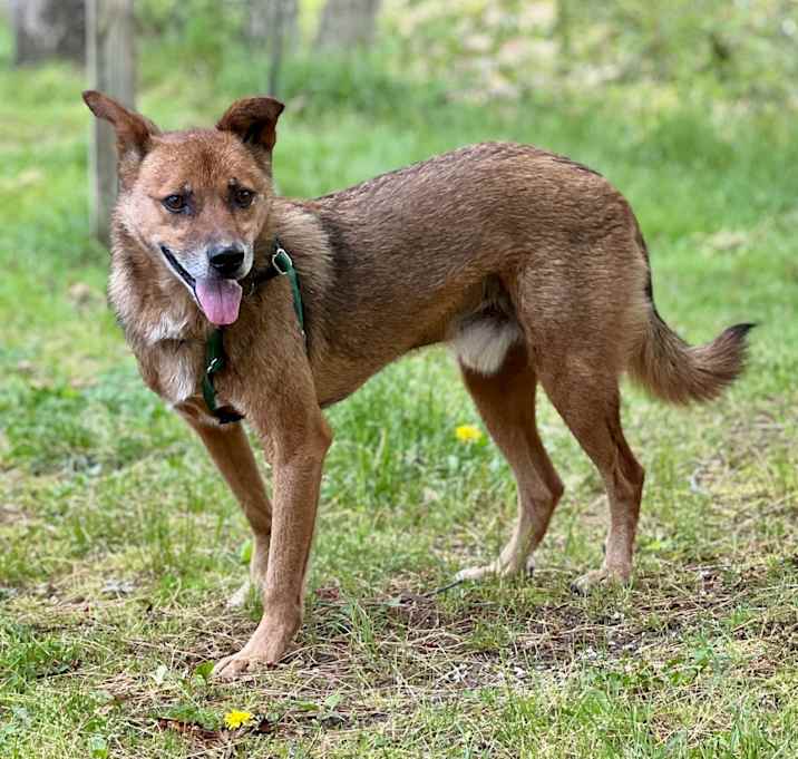Photo of Scooby