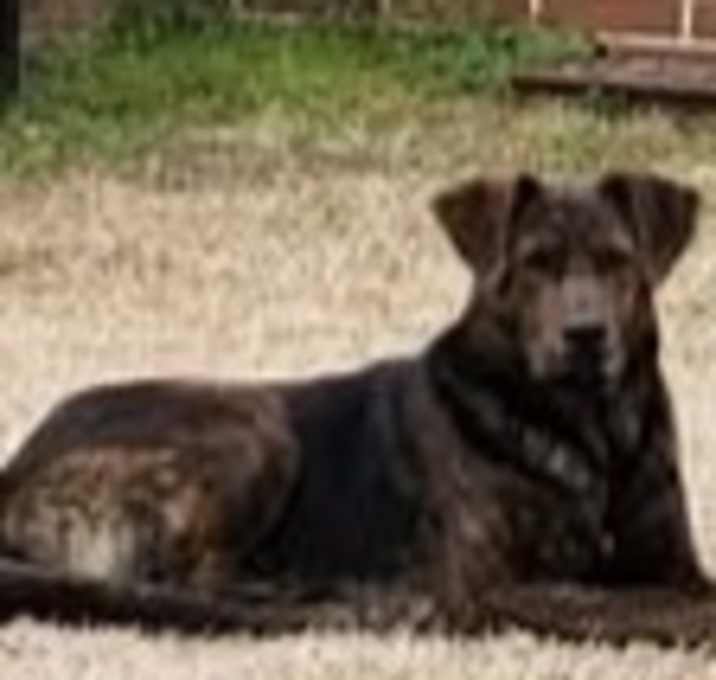 Photo of Buddy