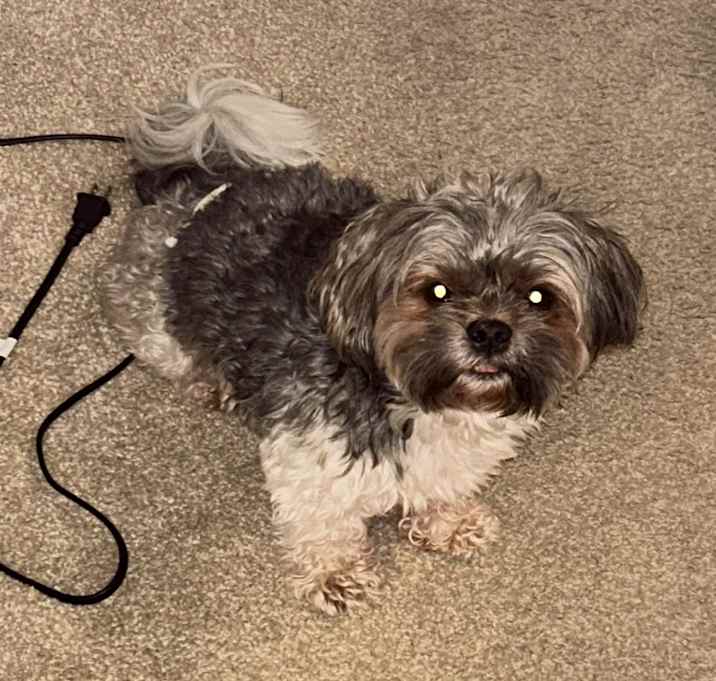 Photo of Louie