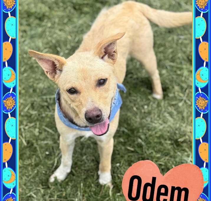 Photo of Odem