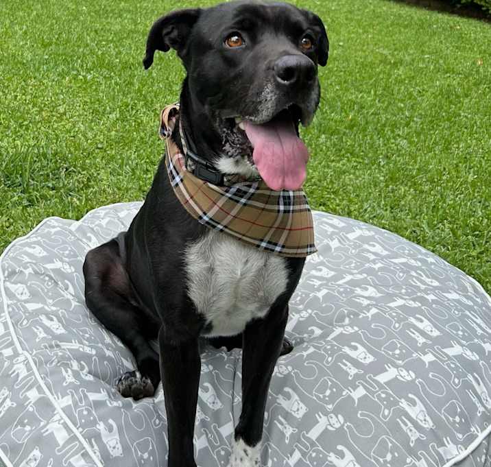 Photo of Toby