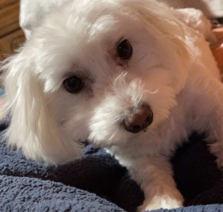 Photo of Rocky