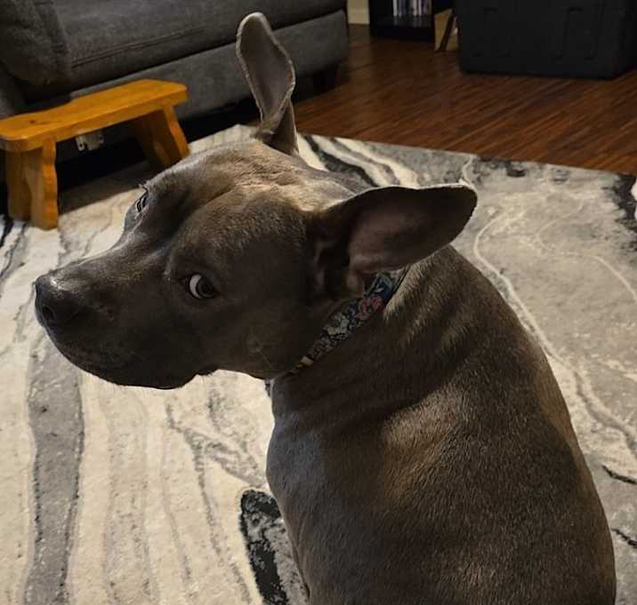 Photo of Chacha