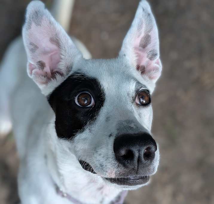 Photo of Pip  AK