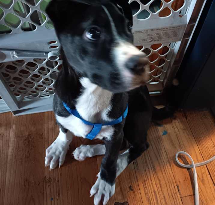 Photo of Spike