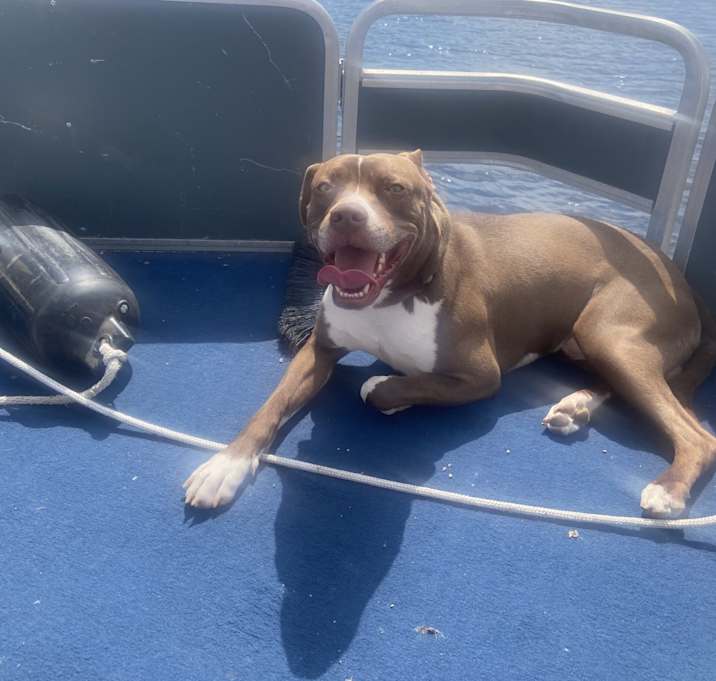 Photo of Bruno