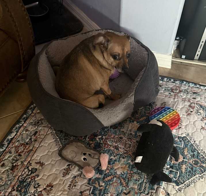 Photo of Shelby
