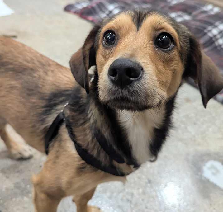 Photo of Barky Bark