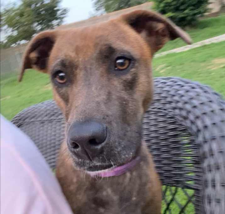 Photo of Nala