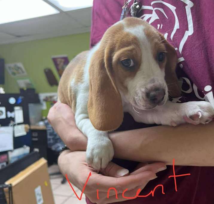 Photo of Vincent