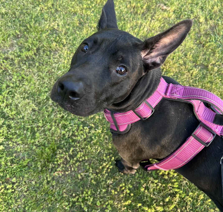 Photo of Octane