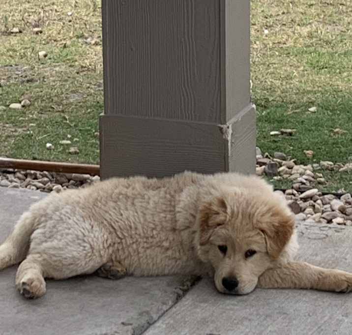 Photo of Golden boy