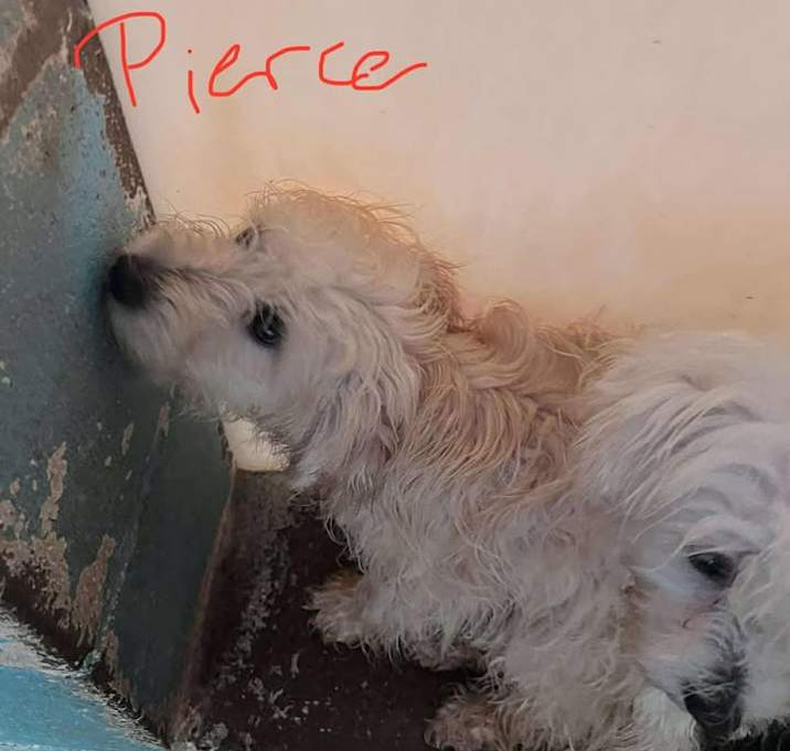 Photo of Pierce