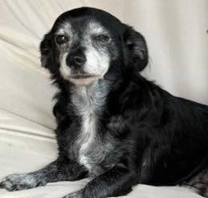 Photo of Sweetie