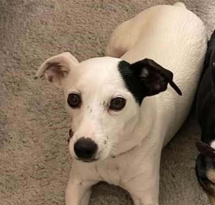 Photo of Stella