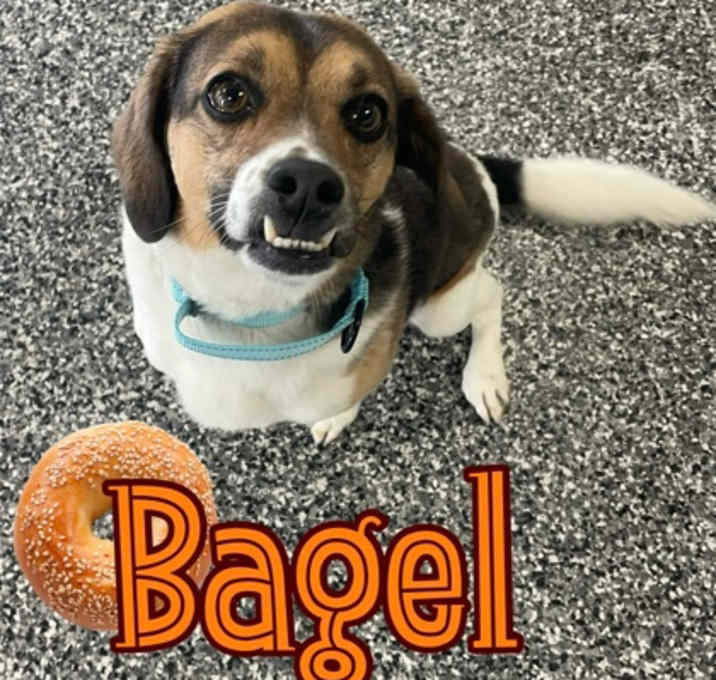 Photo of Bagel